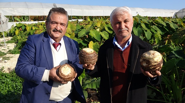 Foto - Çok sayıda kişi bu işe yöneldi | Her dönümü 100 bin lira gelir demek