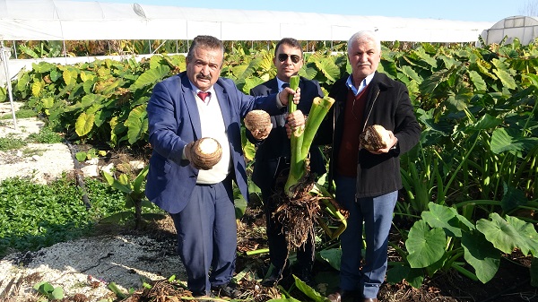 Foto - Çok sayıda kişi bu işe yöneldi | Her dönümü 100 bin lira gelir demek