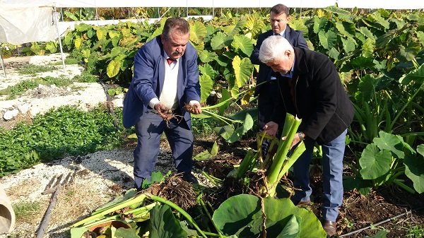 Foto - Çok sayıda kişi bu işe yöneldi | Her dönümü 100 bin lira gelir demek