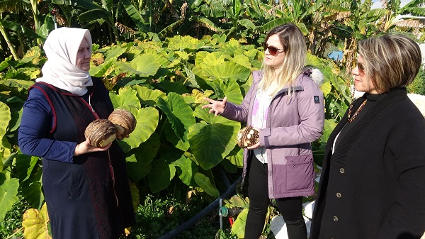 Foto - Çok sayıda kişi bu işe yöneldi | Her dönümü 100 bin lira gelir demek