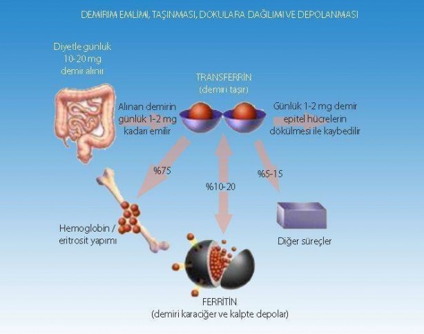 Foto - Çok tüketiliyor ama... Kritik uyarı! İşte limonlu su içmenin zararları...