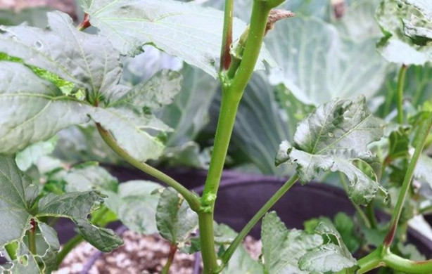 Foto - Çöken tampon fön makinesiyle nasıl düzeltilir?