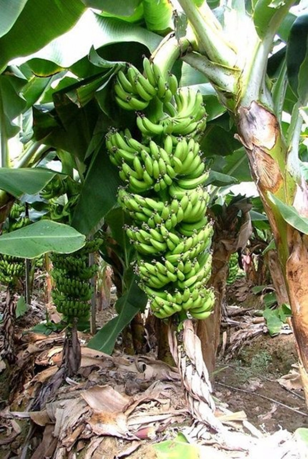 Foto - Çöken tampon fön makinesiyle nasıl düzeltilir?