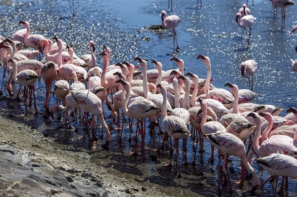 Foto - Çöl ile okyanusun buluştuğu nokta: Swakopmund