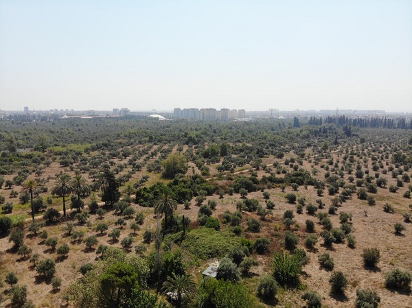 Foto - Çöl sıcakları etkiledi! Yüzde 50 kayıp bekleniyor