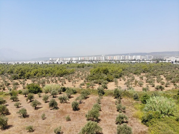 Foto - Çöl sıcakları etkiledi! Yüzde 50 kayıp bekleniyor