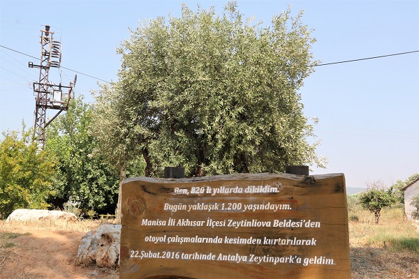 Foto - Çöl sıcakları etkiledi! Yüzde 50 kayıp bekleniyor