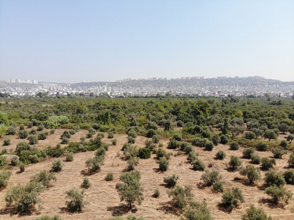 Foto - Çöl sıcakları etkiledi! Yüzde 50 kayıp bekleniyor