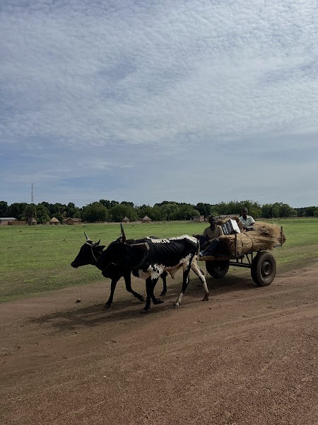 Foto - Çöl ve tropikal bitki örtüsünün buluştuğu ülke: Çad
