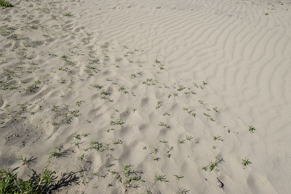 Foto - Çöle gitmek mi istiyorsunuz? Burası Türkiye’de