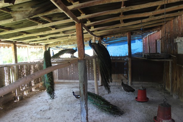 Foto - Çölleşmeye karşı "vaha" oluşturuldu