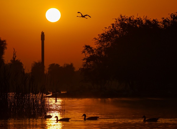 Foto - Çölün ortasında bir vaha: Al Qudra Gölü