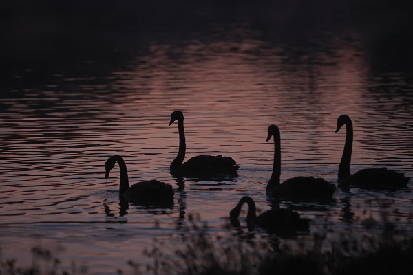 Foto - Çölün ortasında bir vaha: Al Qudra Gölü