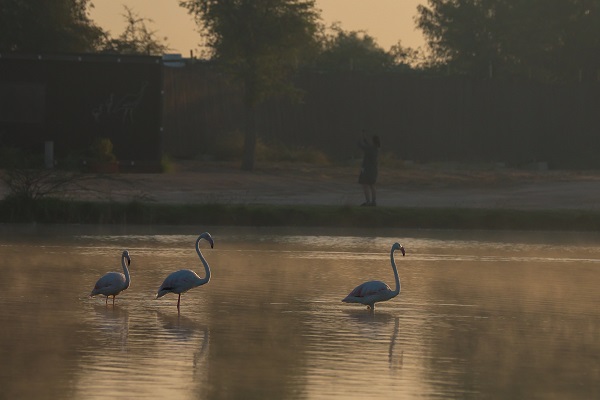 Foto - Çölün ortasında bir vaha: Al Qudra Gölü