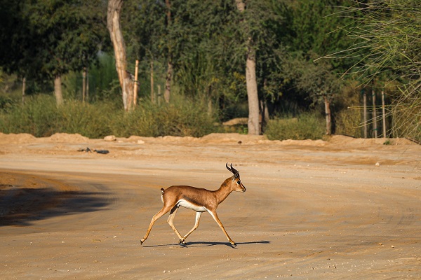 Foto - Çölün ortasında bir vaha: Al Qudra Gölü