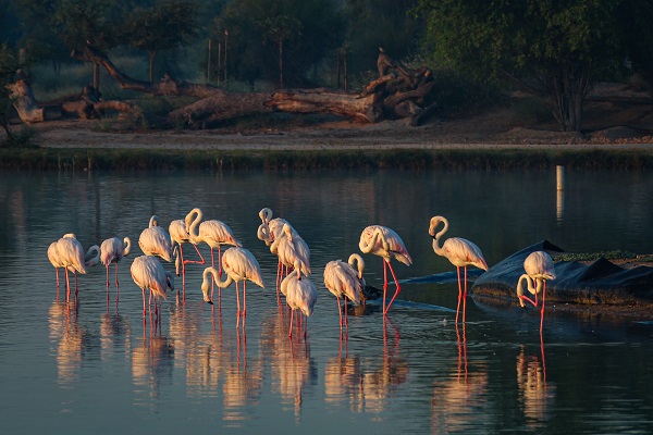 Foto - Çölün ortasında bir vaha: Al Qudra Gölü