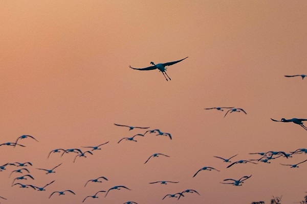 Foto - Çölün ortasında bir vaha: Al Qudra Gölü