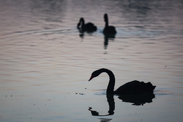 Foto - Çölün ortasında bir vaha: Al Qudra Gölü