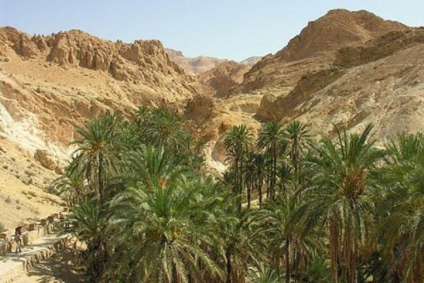 Foto - Çölün ortasında şaşırtan hayat