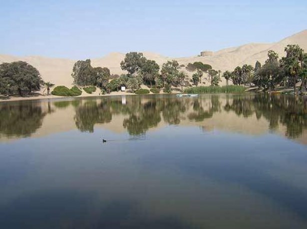 Foto - Çölün ortasında şaşırtan hayat