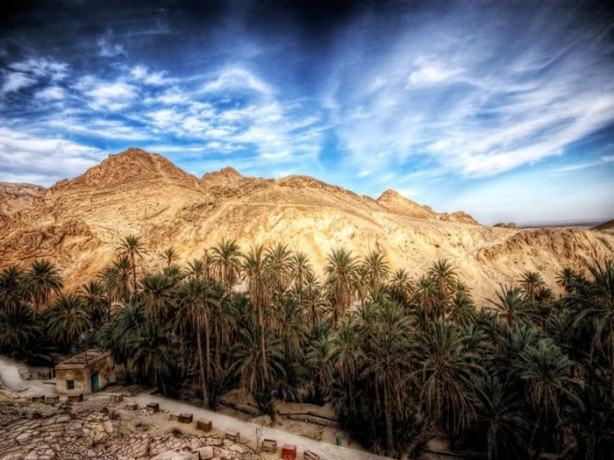 Foto - Çölün ortasında şaşırtan hayat