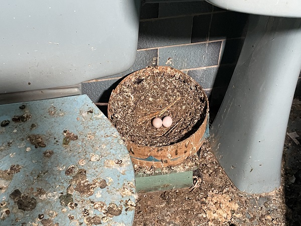 Foto - Çöp evde yaşayan kadın: Benim evim temizdi