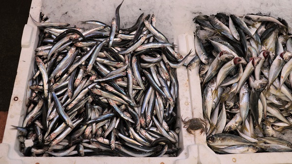 Foto - Çöp şiş değil hamsi şiş! Siz daha önce hamsiyi böyle yediniz mi? 