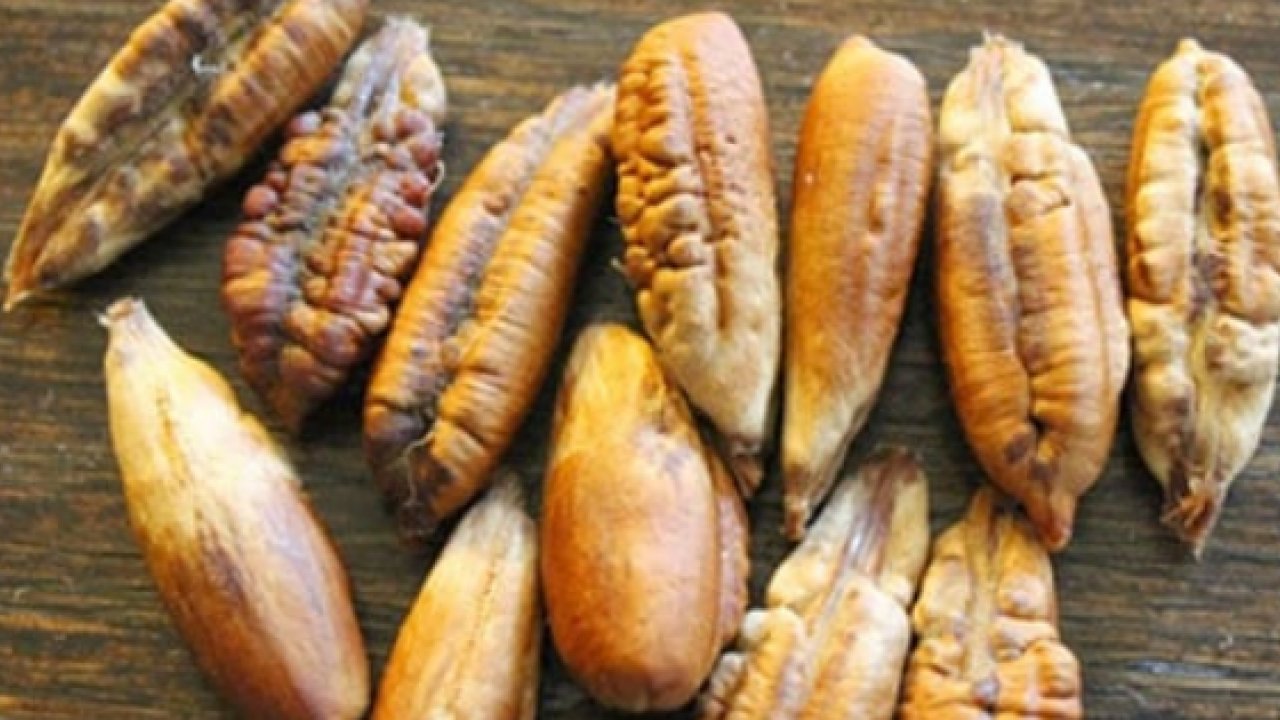 Foto - Çöpe atan çok pişman olur! Hurma çekirdeğindeki inanılmaz şifa! Her yudumu şifa evinizde varsa çöp diye sakın atmayın