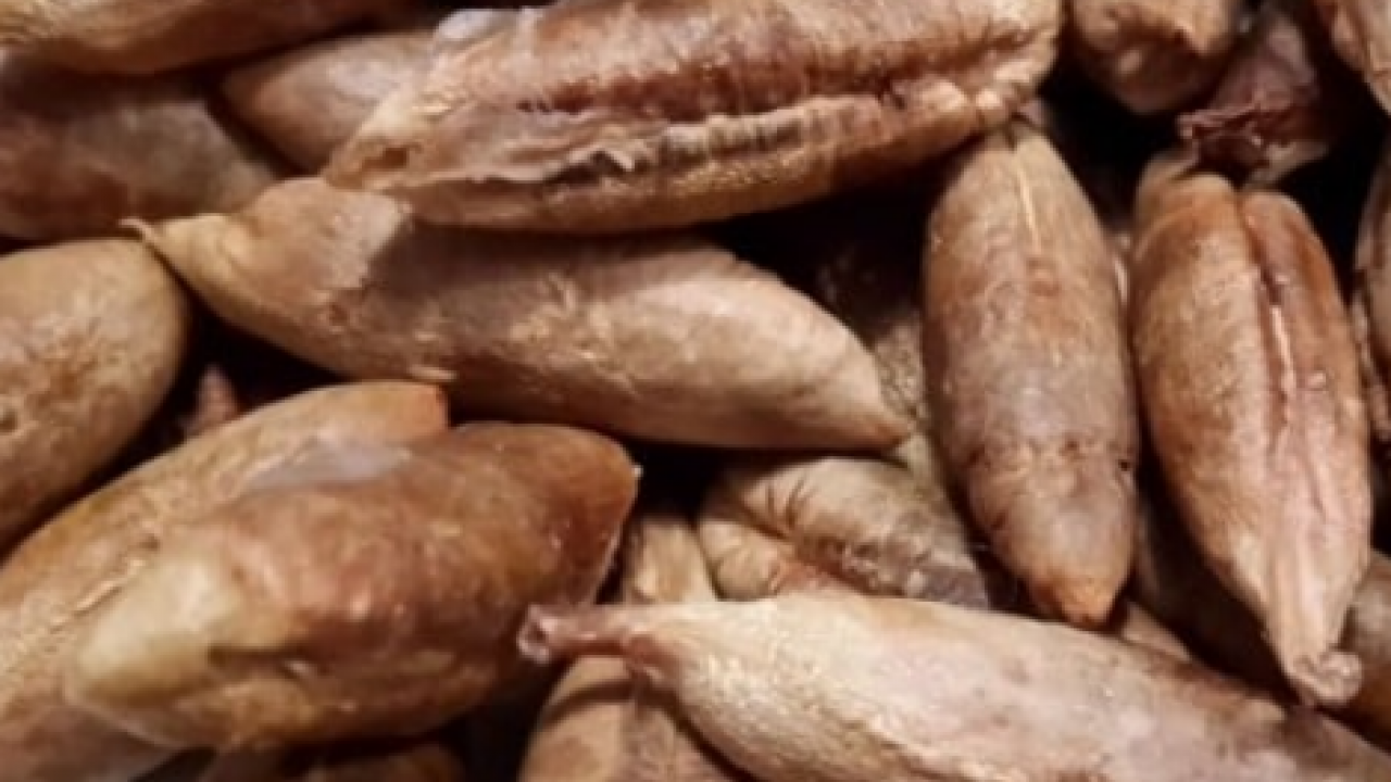 Foto - Çöpe atan çok pişman olur! Hurma çekirdeğindeki inanılmaz şifa! Her yudumu şifa evinizde varsa çöp diye sakın atmayın