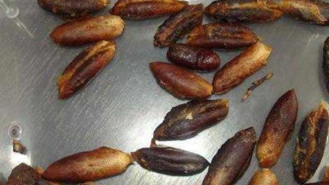 Çöpe atan çok pişman olur! Hurma çekirdeğindeki inanılmaz şifa! Her yudumu şifa evinizde varsa çöp diye sakın atmayın