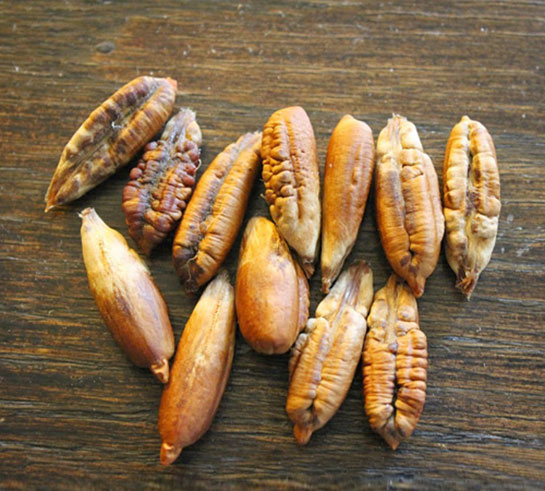 Foto - Çöpe atan çok pişman olur! Hurma çekirdeğindeki inanılmaz şifa