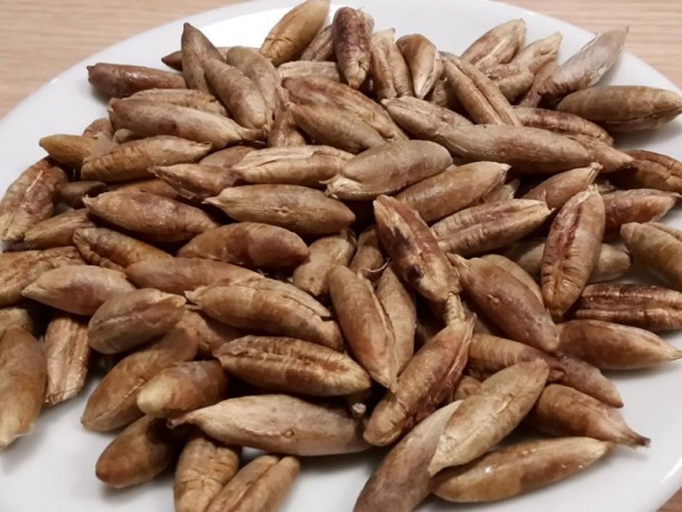 Çöpe atan çok pişman olur! Hurma çekirdeğindeki inanılmaz şifa