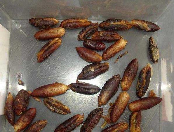 Foto - Çöpe atan çok pişman olur! Hurma çekirdeğindeki inanılmaz şifa