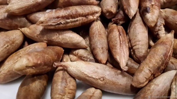 Foto - Çöpe atan çok pişman olur! Hurma çekirdeğindeki inanılmaz şifa