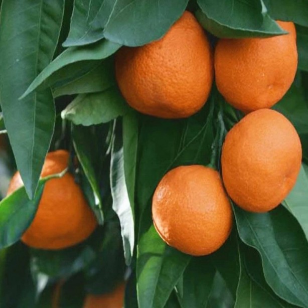 Foto - Çöpe atan pişman olur! Kabuktaki 12 muhteşem fayda