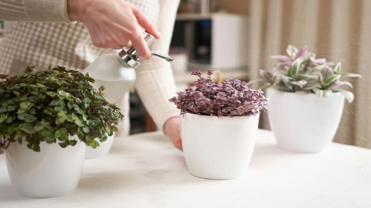 Foto - Çöpe atanlar pişman olacak! Soğan kabukları bakın neye yarıyor