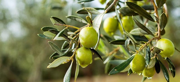 Foto - Çöpe atmadan önce bir kez daha düşünün! Kansere karşı bile koruyor