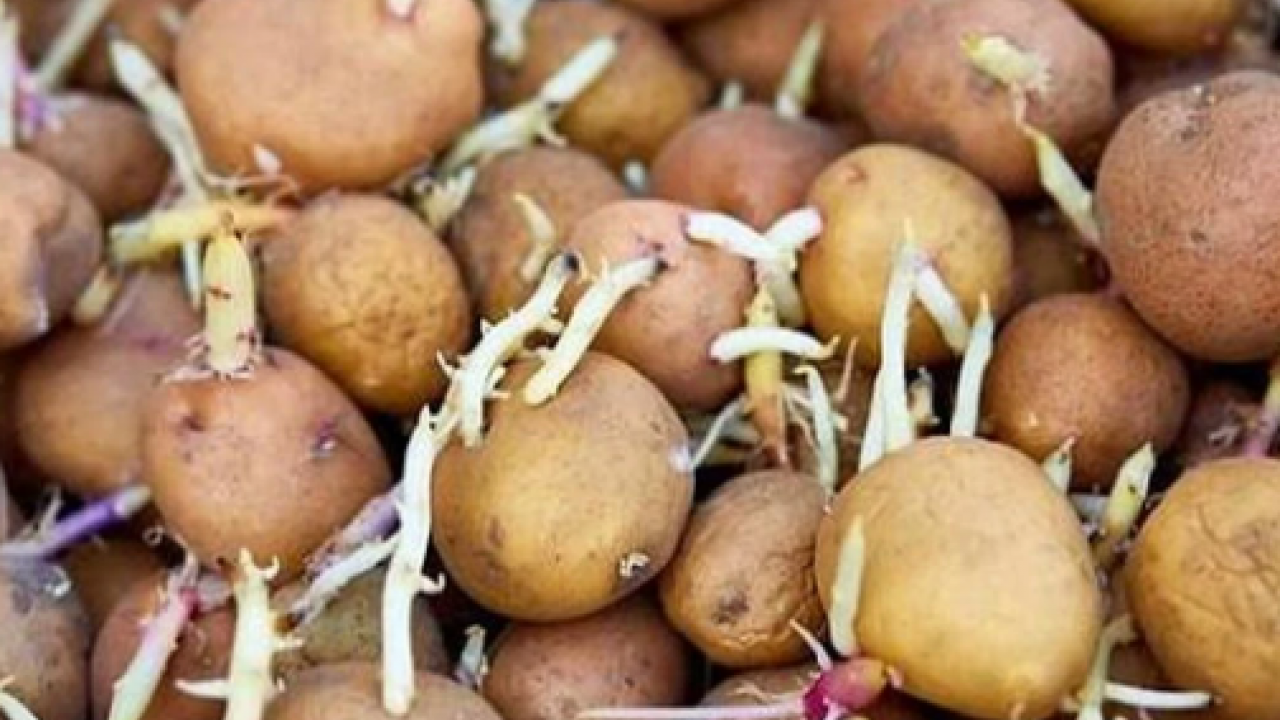 Çöpe atmanıza gerek kalmayacak! Patateslerin filizlenmesini önleyen doğal yöntem