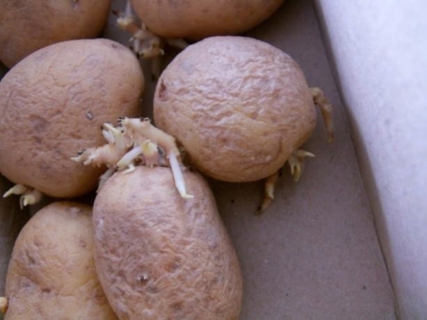 Foto - Çöpe attığınıza pişman olacaksınız