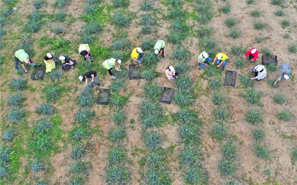 Foto - Çöplükten dönüştürülen tarlada "lavanta" hasadı