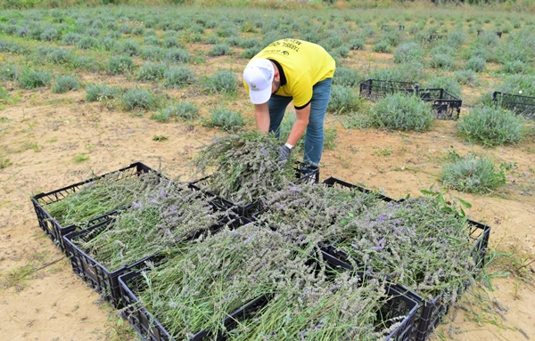 Foto - Çöplükten dönüştürülen tarlada "lavanta" hasadı