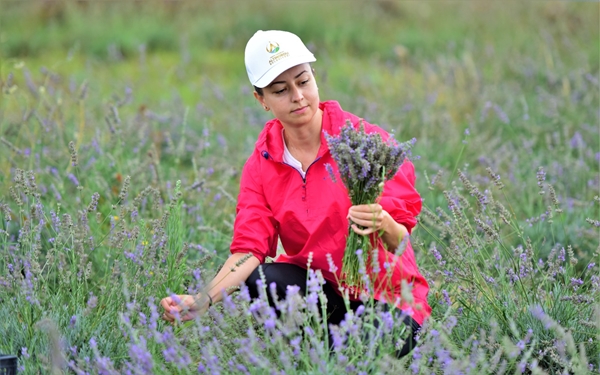 Foto - Çöplükten dönüştürülen tarlada "lavanta" hasadı