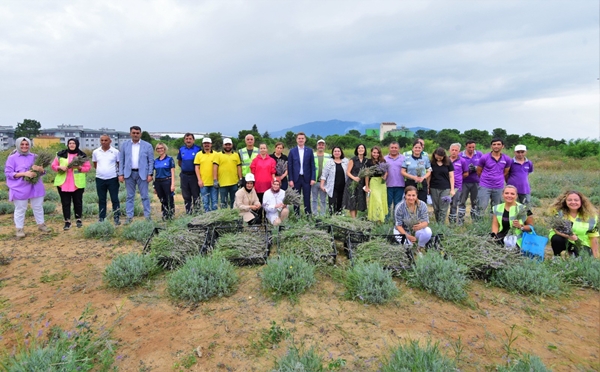 Foto - Çöplükten dönüştürülen tarlada "lavanta" hasadı