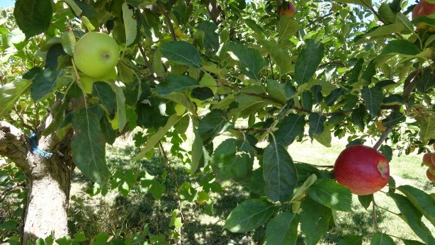 Foto - Çorak araziye ekim yaptı! Aldığı sonuç karşısında şaşkına döndü