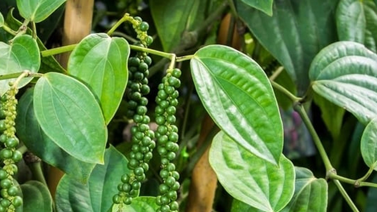 Foto - Çorbalara 1 kaşık eklemek yetiyor: Solunum yollarını çamaşır suyu gibi temizliyor