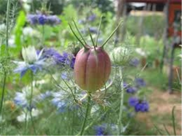Foto - Çörek otunun mucizevi yararları