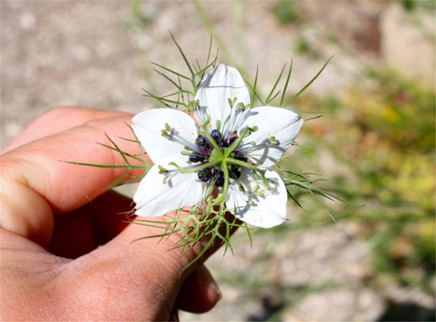 Foto - Çörek otunun mucizevi yararları