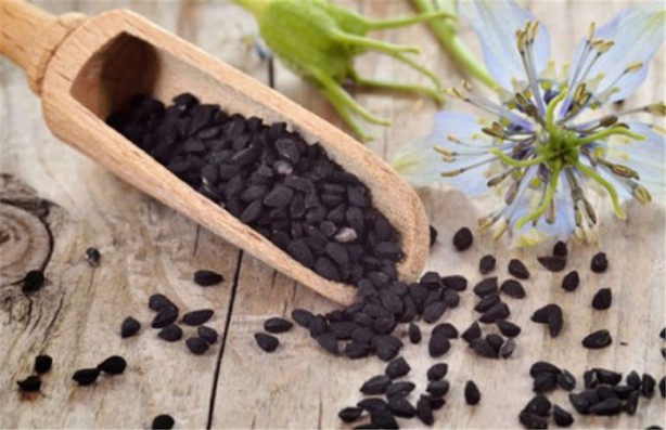 Foto - Çörekotu yağı hakkında yanlış bilinenler