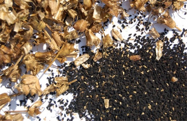 Çörekotu yağı hakkında yanlış bilinenler