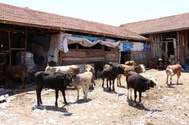 Foto - Çorum’da 1,3 tonluk boğa için 80 bin lira istiyor